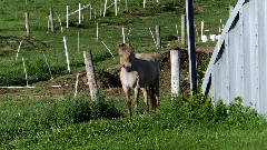 horse; IAT, WI