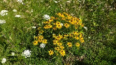 flowers; prairie; IAT; Table Bluff Segment, WI