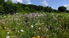 flowers; prairie; IAT; Table Bluff Segment, WI