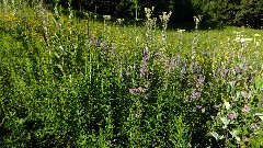 IAT; flowers; prairie