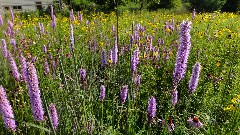 prairie flowers; IAT, WI