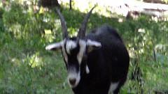 goat; IAT, WI