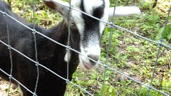 goat; IAT, WI