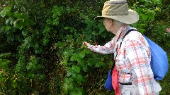 Ruth Bennett McDougal Dorrough; picking blackberries; IAT; Brooklyn Wildlife Area, WI