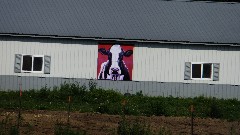 giant cow picture; IAT, WI