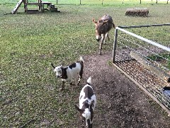 goats; donkey; Crazy Horse Campground, WI