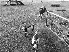 goats; donkey; Crazy Horse Campground, WI