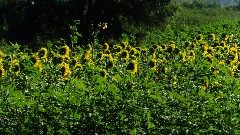 sunflowers; IAT, WI