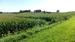 corn field; IAT, WI