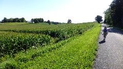 Ruth Bennett McDougal Dorrough; corn field; IAT, WI