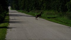 deer; IAT, WI