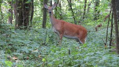 Deer; IAT, WI