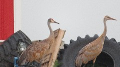 Sand Hill Cranes; IAT; Clover Valley Road, WI