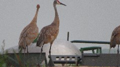 Sand Hill Cranes; IAT; Clover Valley Road, WI