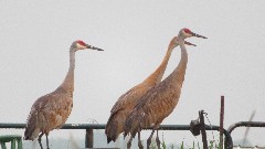 Sand Hill Cranes; IAT; Clover Valley Road, WI