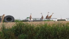 Sand Hill Cranes; IAT; Clover Valley Road, WI