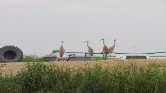 Sand Hill Cranes; IAT; Clover Valley Road, WI