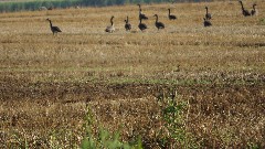 geese; IAT; Island Road, WI