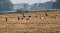 geese; IAT; Island Road, WI