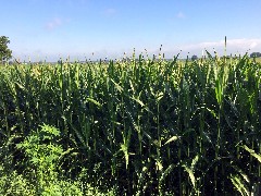 corn; IAT; Island Drive, WI