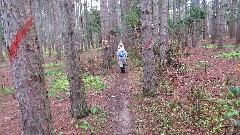 Ruth Bennett McDougal Dorrough; pine forest; Judy Geisler; IAT, WI