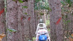 Judy Geisler; Ruth Bennett McDougal Dorrough; pine forest; IAT, WI