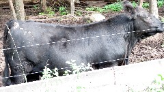 cow; IAT; County Highway C, WI