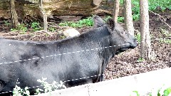 cow; IAT; County Highway C, WI