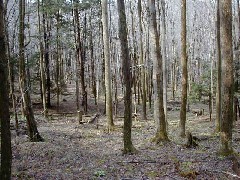 Hiking FLT M01 Allegany State Park