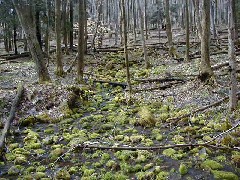 Hiking FLT M01 Allegany State Park