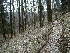 Hiking FLT M01 Allegany State Park