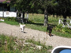 One of these dogs bit Ruth; 9100 Williams Rd between Centerville and Rushford