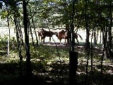 Hiking NCT FLT M06 Hume Horses