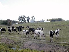 Hiking NCT FLT M06 Wiscoy Creek cows