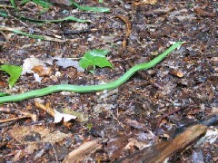 smooth green snake; M-06 Hiking NCT FLT