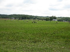 Cows