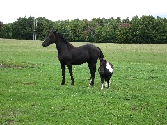 M-06 Hiking NCT FLT; Crossing the Genesee ; horses