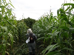 M-06 Hiking NCT FLT; Crossing the Genesee final hike through the corn rows