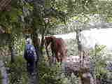 Ruth Bennett McDougal Dorrough; horses; Hiking NCT FLT M08 Swain