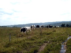 cows; Hiking NCT FLT M08 Swain