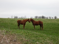 Horses; Hike Series Hiking NCT FLT M-09