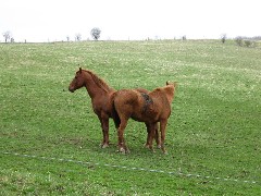 Horses; Hike Series Hiking NCT FLT M-09