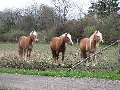 Horses; Hike Series Hiking NCT FLT M-09