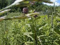 Hiking FLT M09 Bill Morris Rd flowers