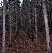 Steuben County Hike Series M-10 FLT NCT Hiking