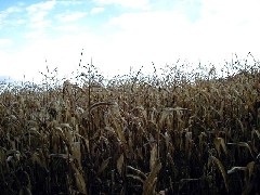 FLT Tobes Hill corn field Hiking