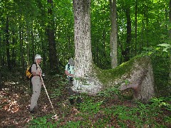 Jean Bubb; Lyn Jacobs; crooked tree; Steuben County Hike Series M-11 FLT NCT Hiking