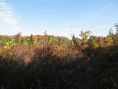 B-3 Pigtail Hollow and Urbana State Forests