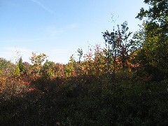 Pigtail Hollow and Urbana State Forests