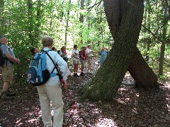 Pigtail Hollow and Urbana State Forests; Group Hike led by Irene Szabo